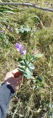 Lathyrus nervosus