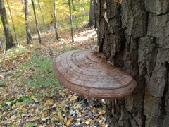 Ganoderma applanatum