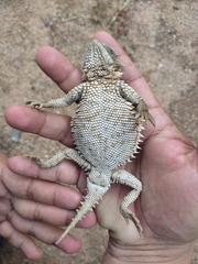 Phrynosoma asio
