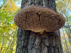 Ganoderma applanatum