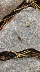 Oligolophinae
