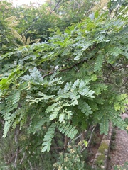 Apoplanesia paniculata