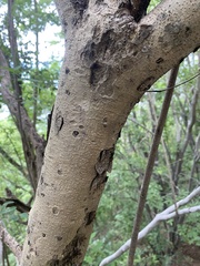Apoplanesia paniculata