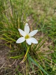 Zephyranthes candida