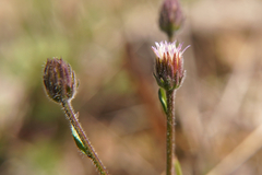 Erigeron acris