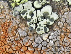 Lecanora intricata