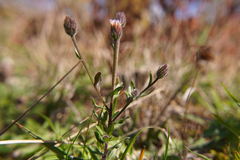 Erigeron acris