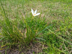 Zephyranthes candida