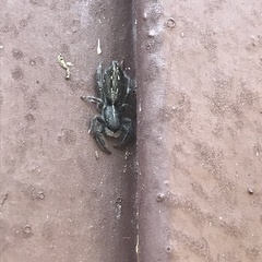 Ocrisiona leucocomis