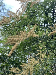 Apoplanesia paniculata