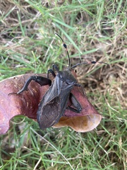 Pachylis nervosus