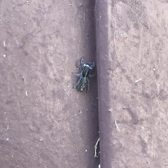 Ocrisiona leucocomis