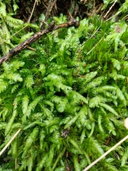 Plagiothecium undulatum