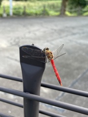 Sympetrum darwinianum