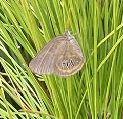 Neonympha areolatus
