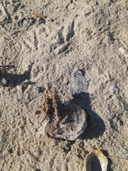 Argopecten irradians