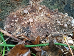 Gymnopus brassicolens