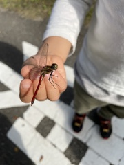 Sympetrum darwinianum