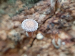 Gymnopus brassicolens