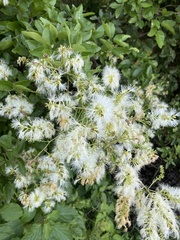 Pithecellobium lanceolatum