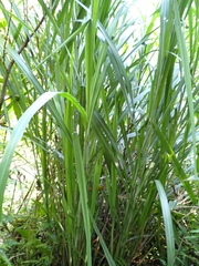 Miscanthus