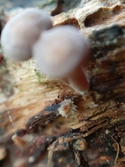 Gymnopus brassicolens