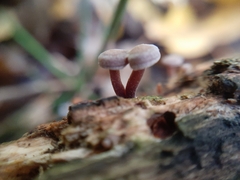 Gymnopus brassicolens