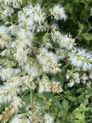 Pithecellobium lanceolatum