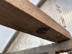 Macdunnoughia confusa