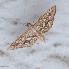 Nausinoe geometralis