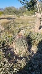 Hamatocactus hamatacanthus