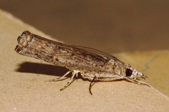 Culladia achroellum