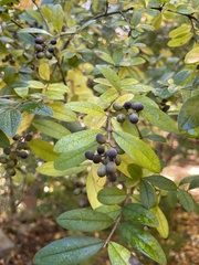 Ligustrum obtusifolium