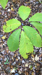 Asimina triloba