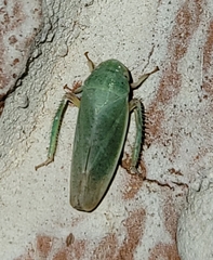 Hamana