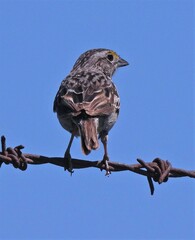 Ammodramus humeralis