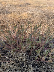 Portulaca oleracea