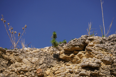 Euphorbia cyparissias