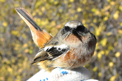 Phoenicurus erythronotus