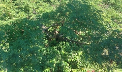 Psilorhinus morio