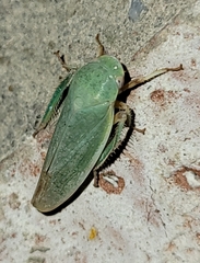 Hamana