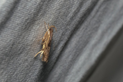 Helcystogramma hibisci