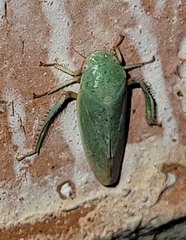 Hamana