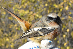 Phoenicurus erythronotus