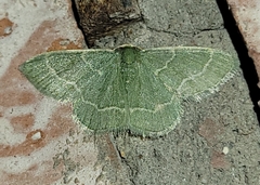 Chlorochlamys phyllinaria