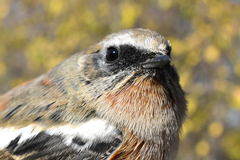 Phoenicurus erythronotus