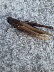Shirakiacris shirakii