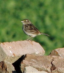 Ammodramus humeralis