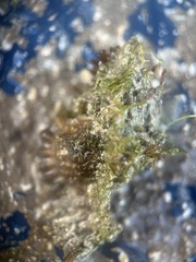 Chicoreus florifer