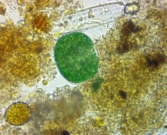 Cyanobacteria